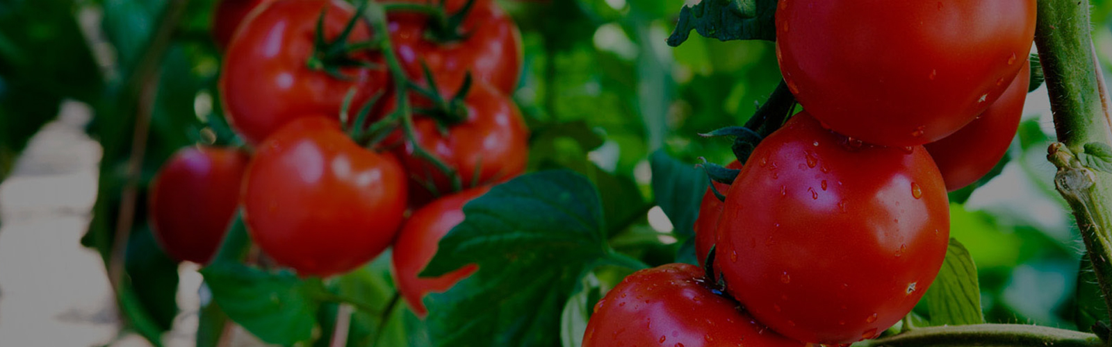 Fresh hybrid tomatoes growing on the vine