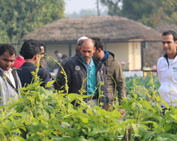 Field Day 2015 at Natwal research farm — winter vegetable varieties display, photo 10