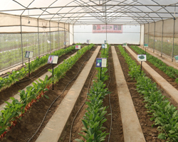 Field Day 2015 at Natwal research farm — winter vegetable varieties display, photo 3