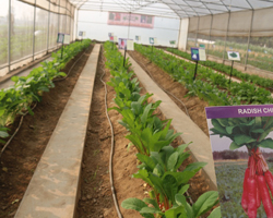 Field Day 2015 at Natwal research farm — winter vegetable varieties display, photo 4