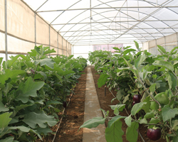 Field Day 2015 at Natwal research farm — winter vegetable varieties display, photo 5