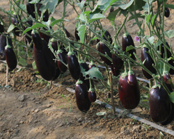 Field Day 2015 at Natwal research farm — winter vegetable varieties display, photo 9