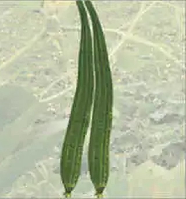 Ridge Gourd Long Green — Ridge Gourd seeds, Durga Seed Farm
