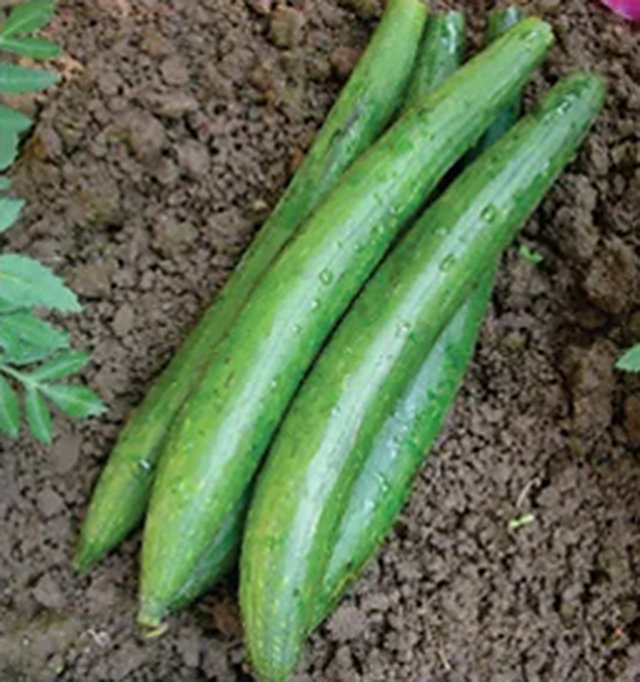 Sponge Gourd Dark Green — Sponge Gourd seeds, Durga Seed Farm