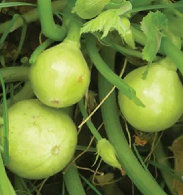 Summer Squash (Chappan Kadu) — Summer Squash seeds, Durga Seed Farm
