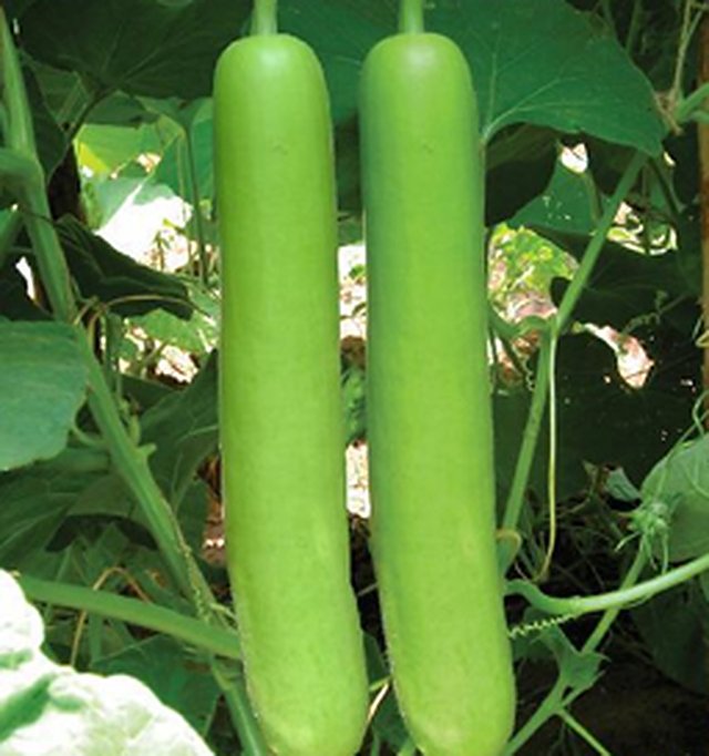 Bottle Gourd Gutka — Bottle Gourd seeds, Durga Seed Farm