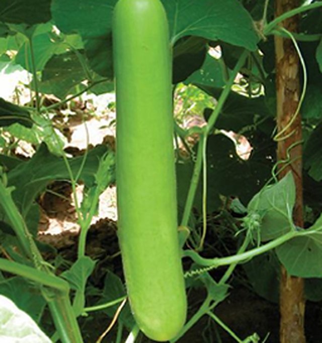 Bottle Gourd Ramdev/D.Selection — Bottle Gourd seeds, Durga Seed Farm