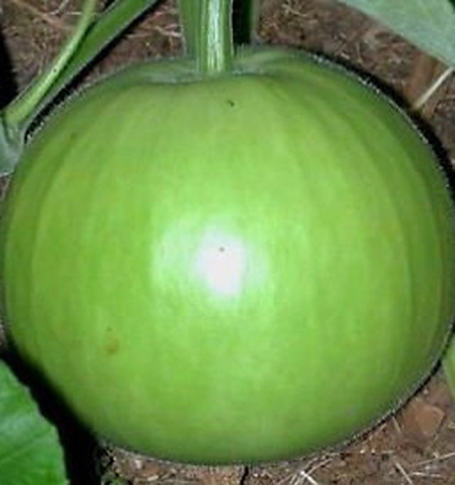 Bottle Gourd Round Desi — Bottle Gourd seeds, Durga Seed Farm