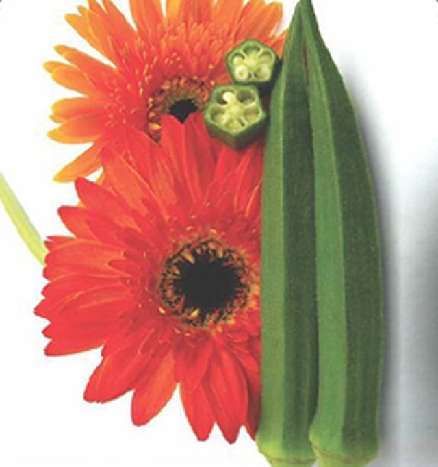 Bhindi Viraj F1 — Bhindi seeds, Durga Seed Farm