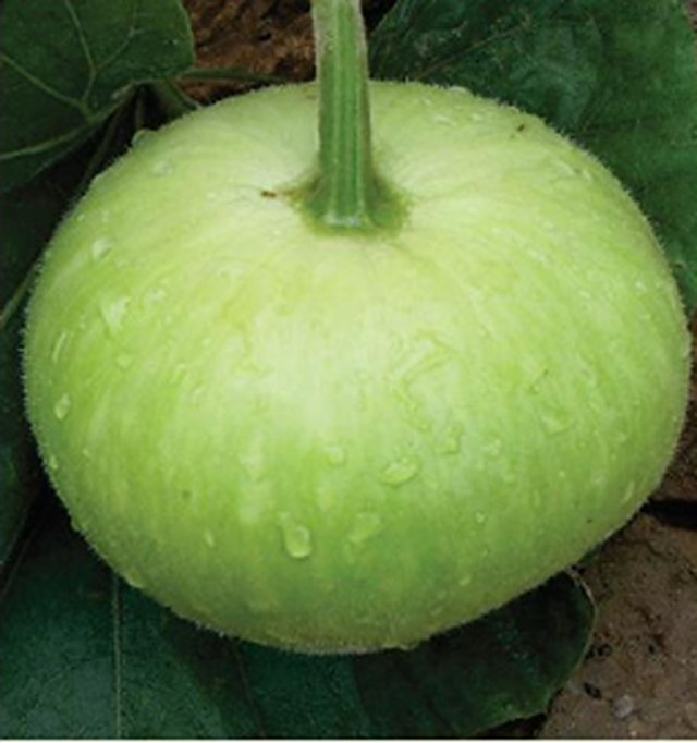 Bottle Gourd Swati F1 — Bottle Gourd seeds, Durga Seed Farm