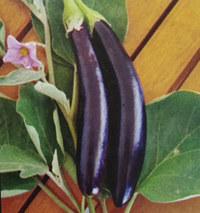 Brinjal Long Black F1 — Brinjal seeds, Durga Seed Farm