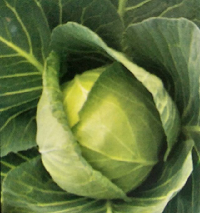 Cabbage Express Ball F1 — Cabbage seeds, Durga Seed Farm