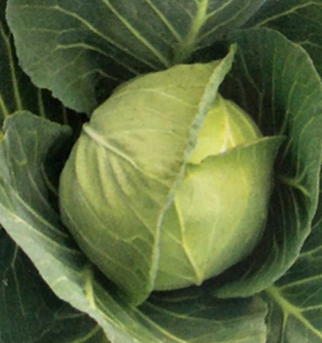 Cabbage Super Globe F1 — Cabbage seeds, Durga Seed Farm