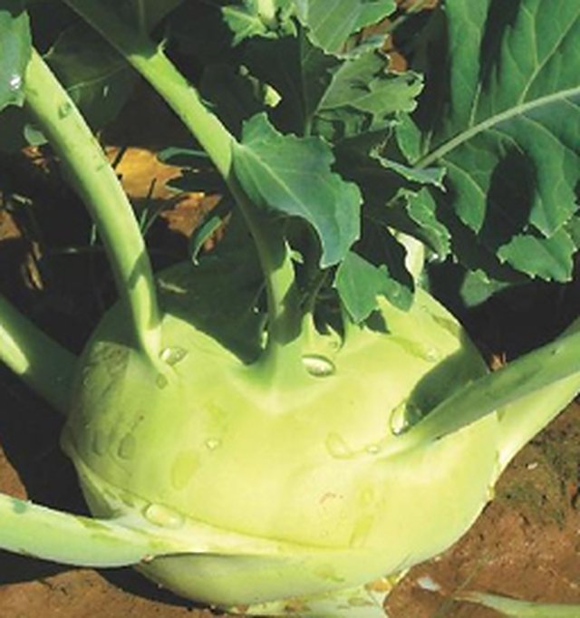 Kohl Rabi Super Winner — Kohl Rabi seeds, Durga Seed Farm