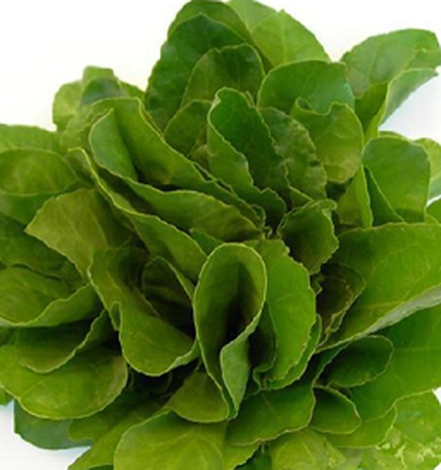Palak All Green — Spinach seeds, Durga Seed Farm