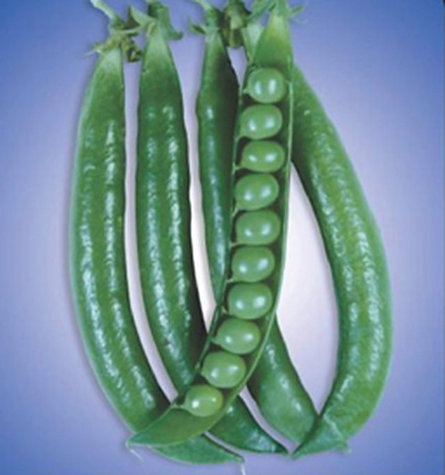 Peas Arkel — Peas seeds, Durga Seed Farm