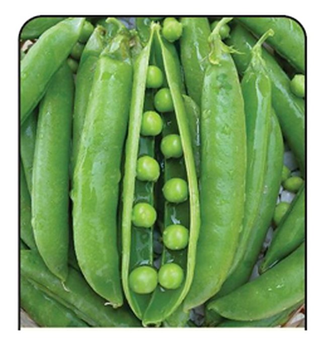 Peas Azad P-1 — Peas seeds, Durga Seed Farm