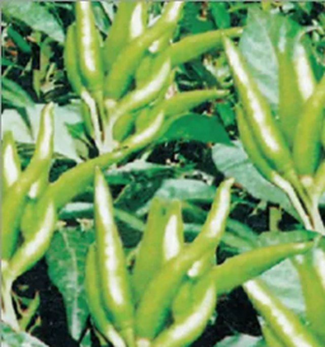 Chilli Suraj Mukhi — Chilli seeds, Durga Seed Farm