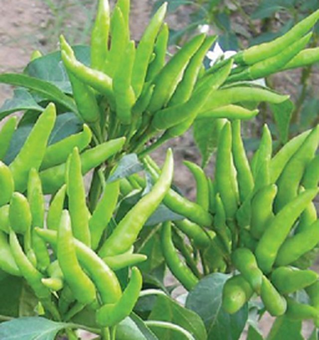 Chilli Chander Mukhi — Chilli seeds, Durga Seed Farm