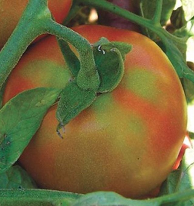 Tomato Pkm-1 — Tomato seeds, Durga Seed Farm