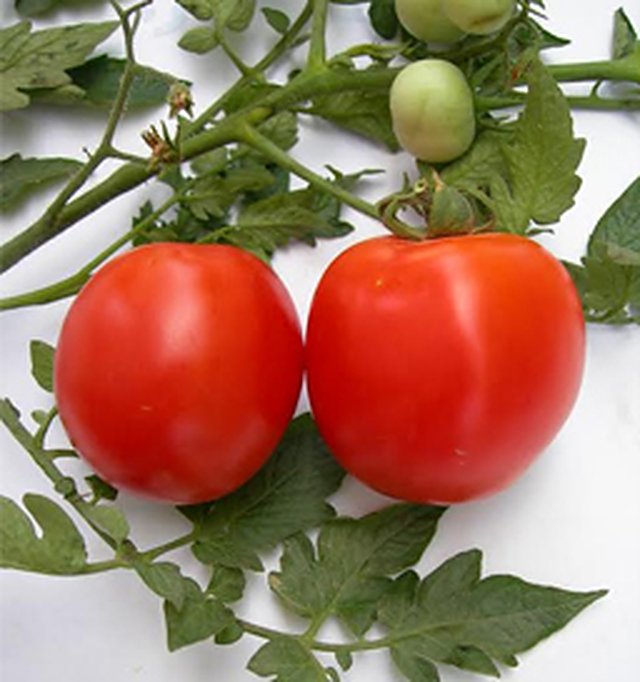Tomato S-22 — Tomato seeds, Durga Seed Farm