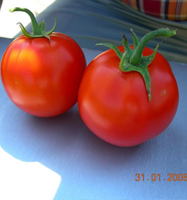 Tomato Rohini — Tomato seeds, Durga Seed Farm
