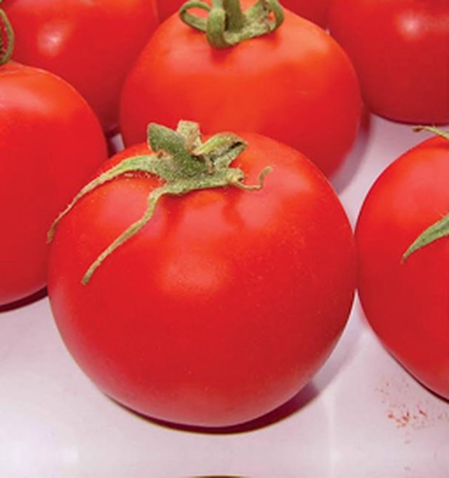 Tomato Durgesh Navodya — Tomato seeds, Durga Seed Farm