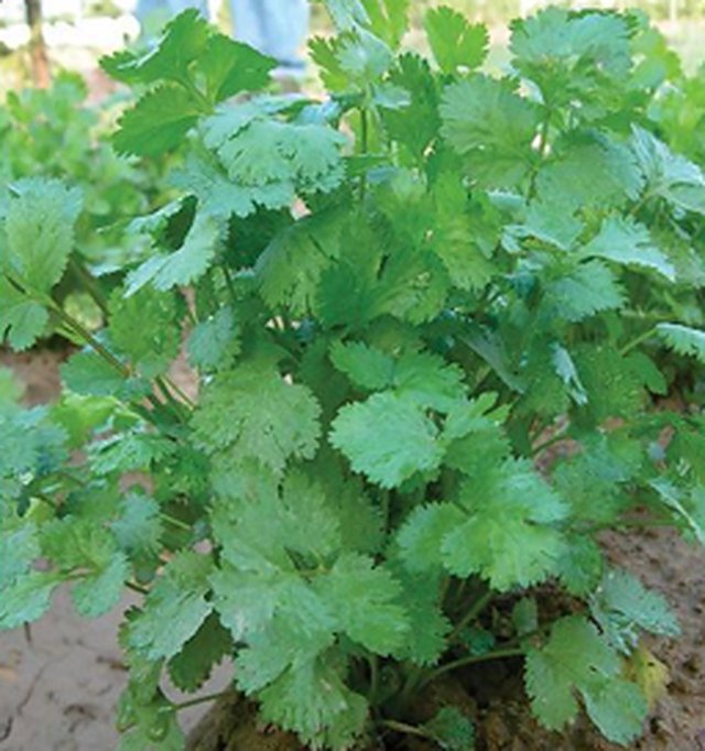 Coriander Kalmi — Coriander seeds, Durga Seed Farm
