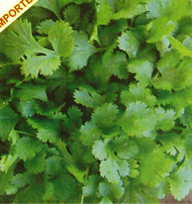 Coriander Vikram (Late Bolting) — Coriander seeds, Durga Seed Farm