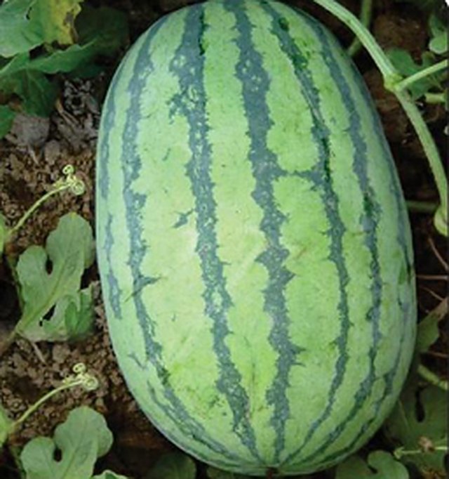 Water Melon Durgesh 786 F1 — Water Melon seeds, Durga Seed Farm