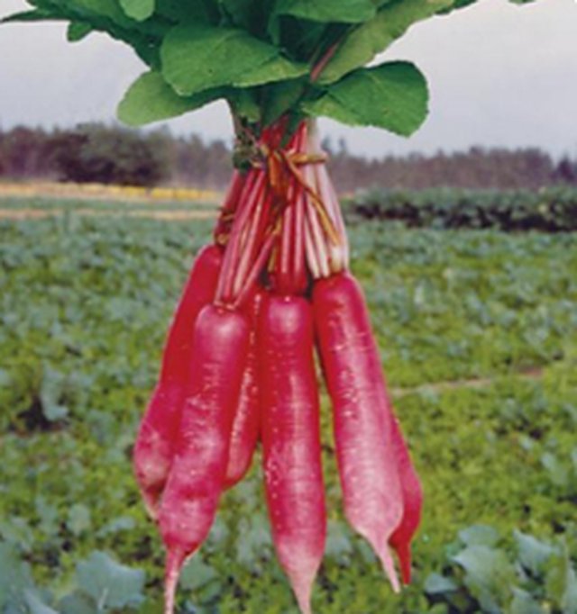 Radish Chinese Pink — Radish seeds, Durga Seed Farm