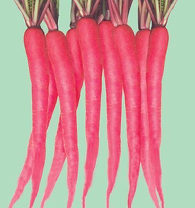 Radish Full Red — Radish seeds, Durga Seed Farm