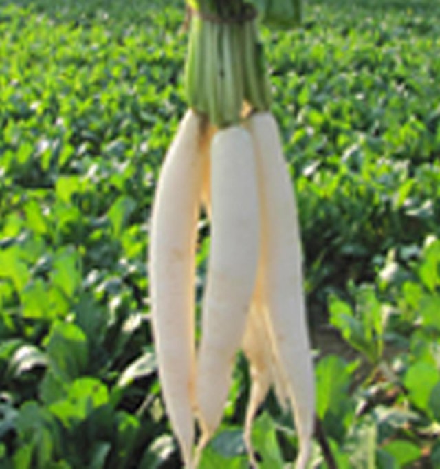 Radish Chetki-21 — Radish seeds, Durga Seed Farm