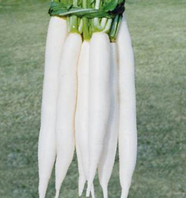 Radish Durgesh Long Chetki — Radish seeds, Durga Seed Farm