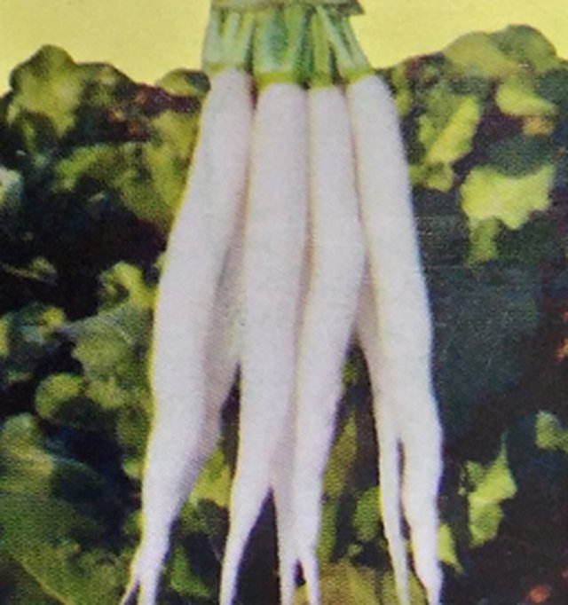Chetki Long Baramasi (Yellow Label) — Radish seeds, Durga Seed Farm