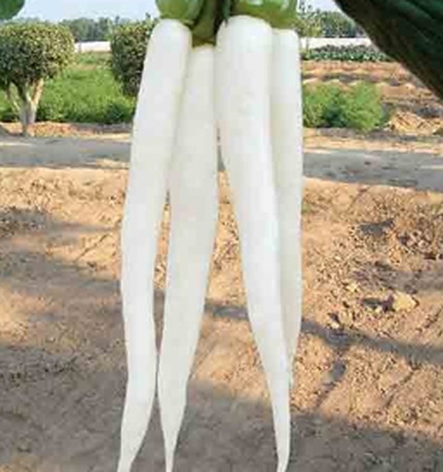 Radish Forty Days — Radish seeds, Durga Seed Farm