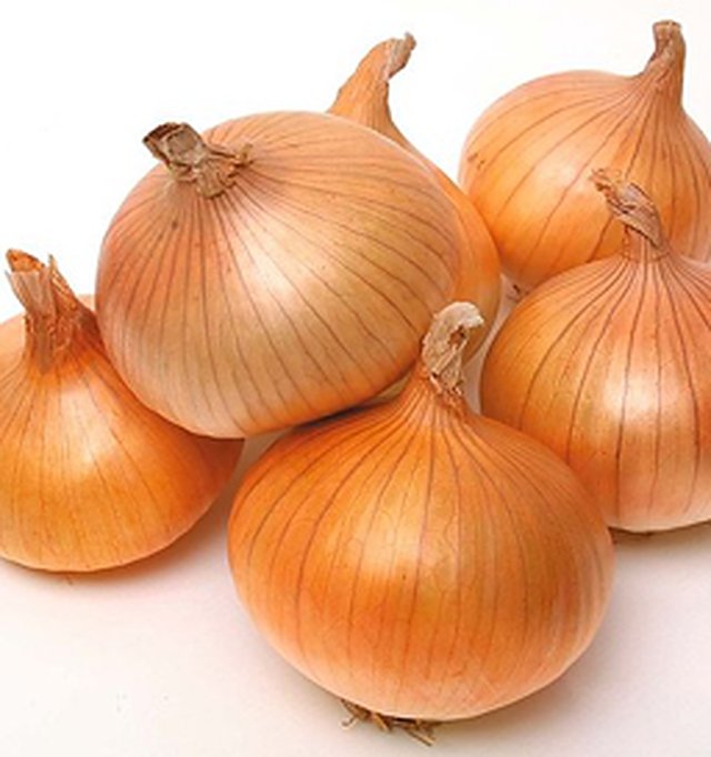 Onion Gavran Pusa Red/LightRed — Onion seeds, Durga Seed Farm