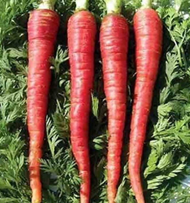 Carrot Deep Red — Carrot seeds, Durga Seed Farm