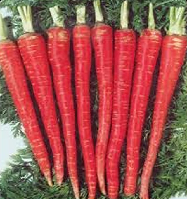 Carrot Durdesh Super Red — Carrot seeds, Durga Seed Farm