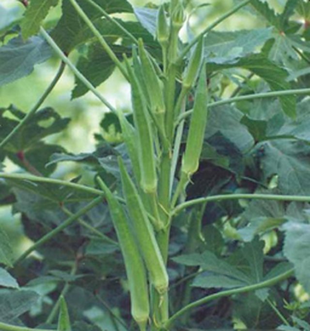 Bhindi Arka Anamika F1 — Bhindi seeds, Durga Seed Farm