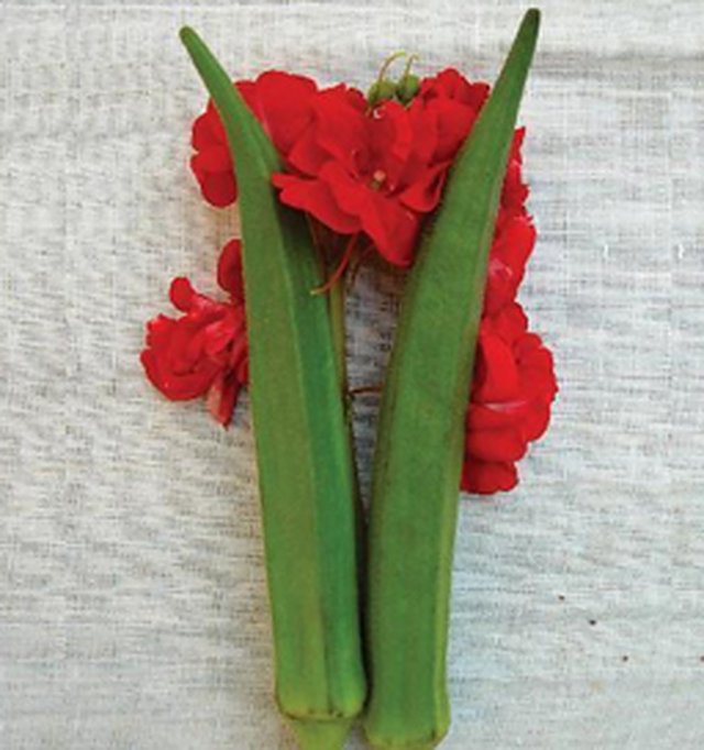 Okra Ratna-78 — Okra seeds, Durga Seed Farm