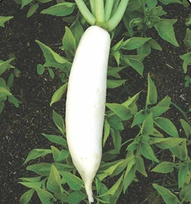 Radish White Diamond F1 — Radish seeds, Durga Seed Farm