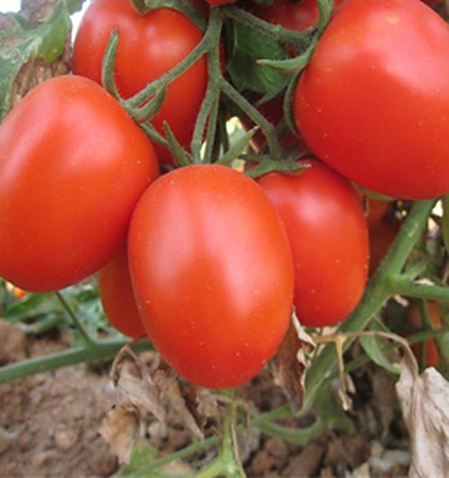 Tomato Anubhav F1 — Tomato seeds, Durga Seed Farm
