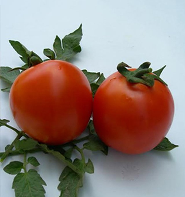 Tomato Hillsona F1 — Tomato seeds, Durga Seed Farm