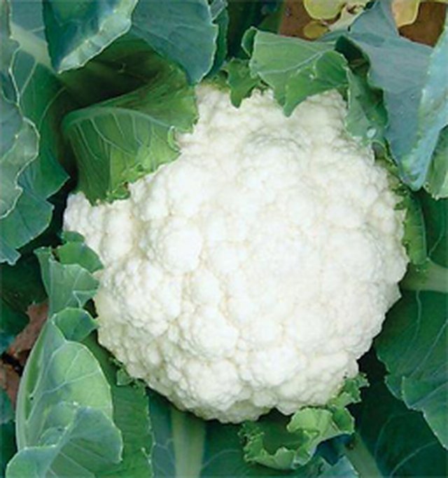 Cauliflower First Early — Cauliflower seeds, Durga Seed Farm