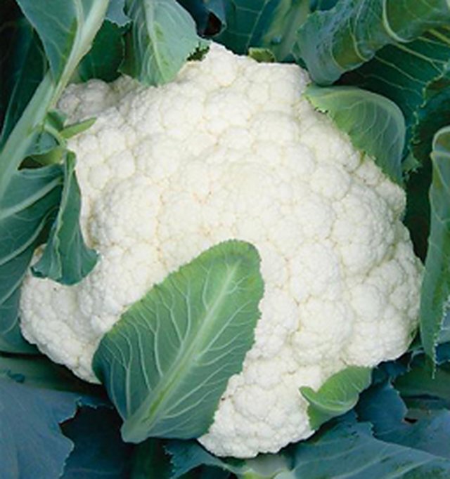 Cauliflower Katki — Cauliflower seeds, Durga Seed Farm