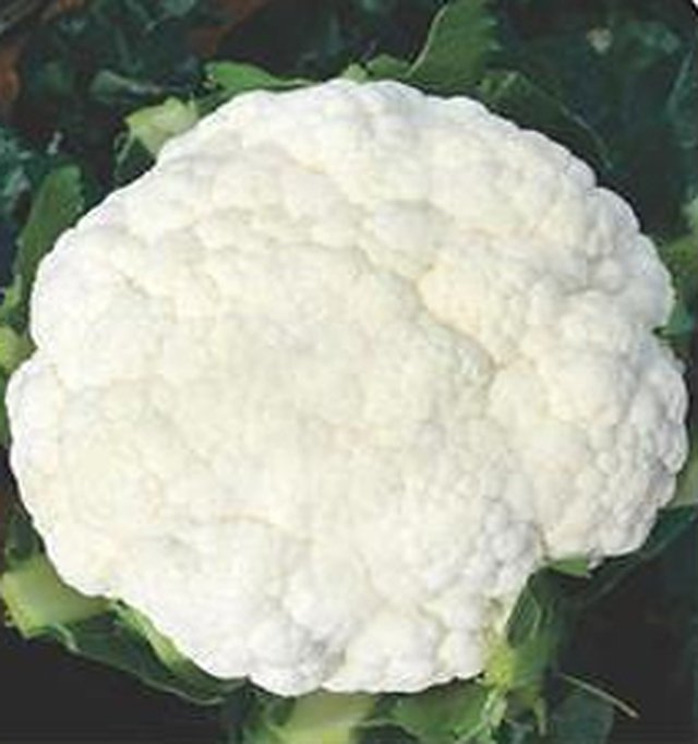 Cauliflower Agehni — Cauliflower seeds, Durga Seed Farm