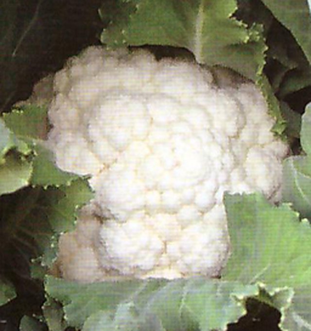 Cauliflower Poosi Improved — Cauliflower seeds, Durga Seed Farm
