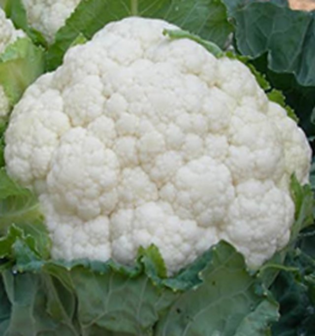 Cauliflower Daksh F1 — Cauliflower seeds, Durga Seed Farm