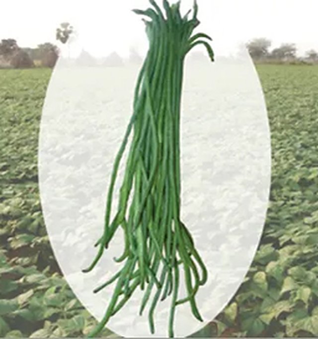 Yard Long Beans (Lafa) — Yard Long Beans seeds, Durga Seed Farm
